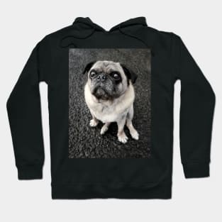 Cute pug dog standing at attention ready for food Hoodie